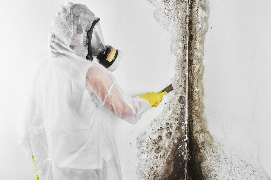 mold removal bakersfield