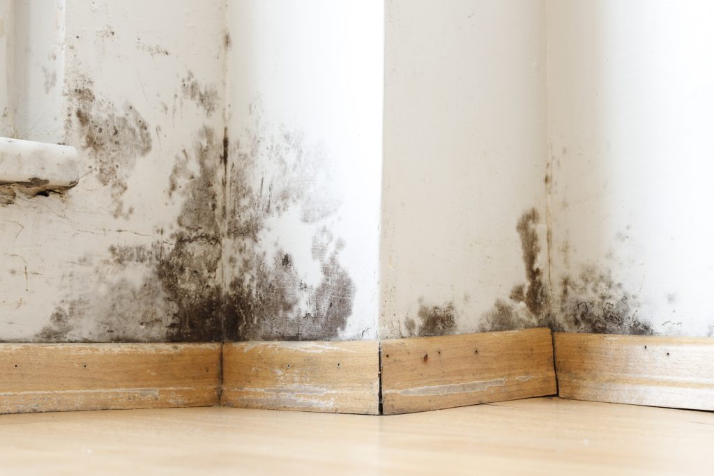 mold damage bakersfield