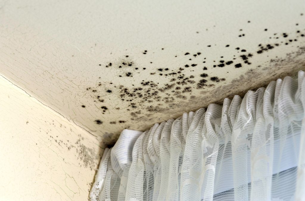 bakersfield mold removal