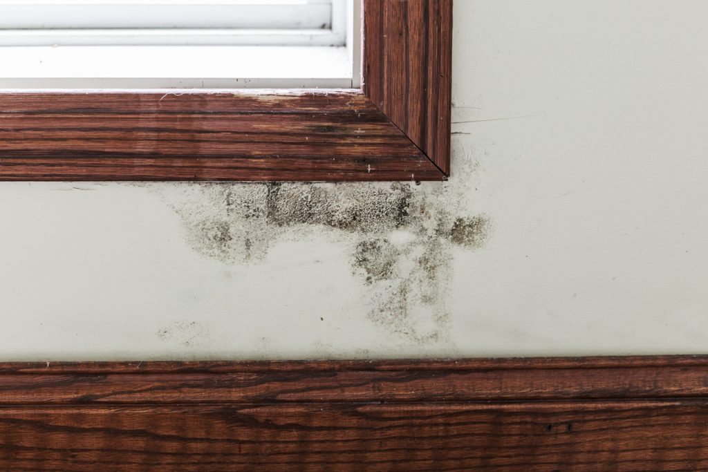 mold grows on a wall from a water intrusion near a window