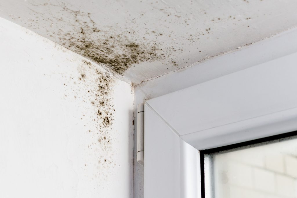 Homeowner checking a window frame for mold before fall mold removal in Bakersfield